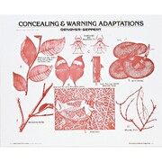 DENOYER-GEPPERT Charts/Posters, Concealing & Warning Adaptations Chart Mounted 1908-10